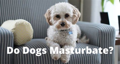 But not all dogs can handle this, says Baugh. . Do dogs masturbate